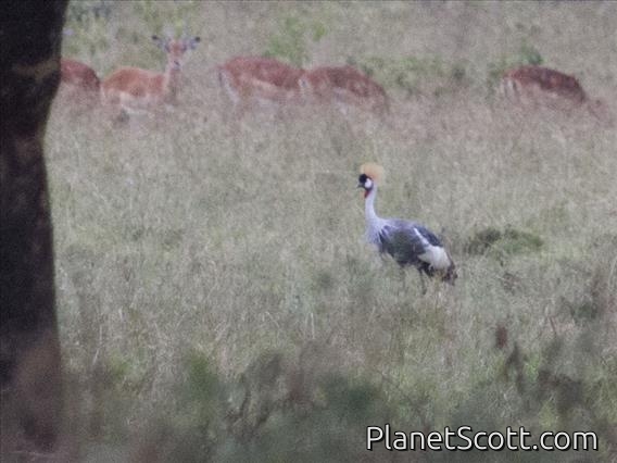 Gray Crowned-Crane (Balearica regulorum)