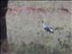 Gray Crowned-Crane (Balearica regulorum)