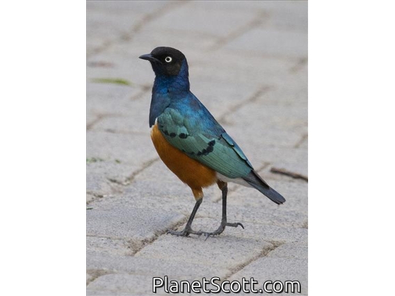 Superb Starling (Lamprotornis superbus)
