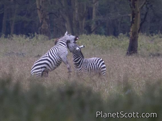 Burchell's Zebra (Equus burchellii) - Battle!