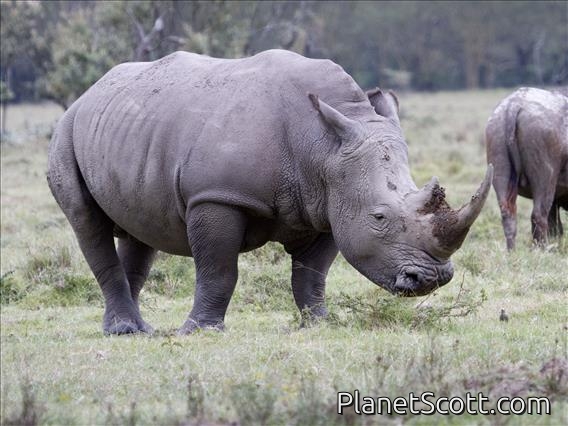 White Rhinoceros (Ceratotherium simum)