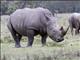 White Rhinoceros (Ceratotherium simum)