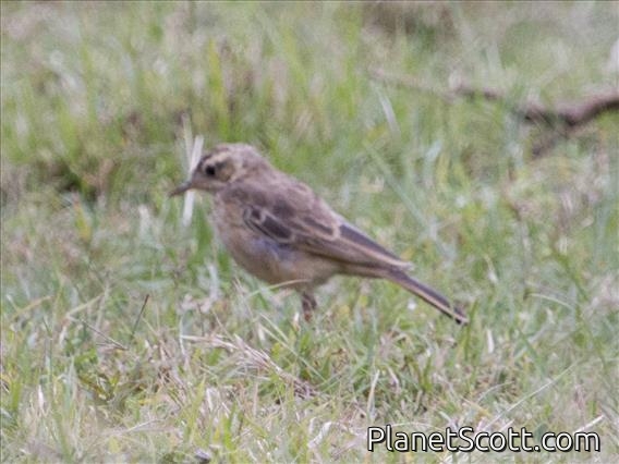 Plain-backed Pipit (Anthus leucophrys)