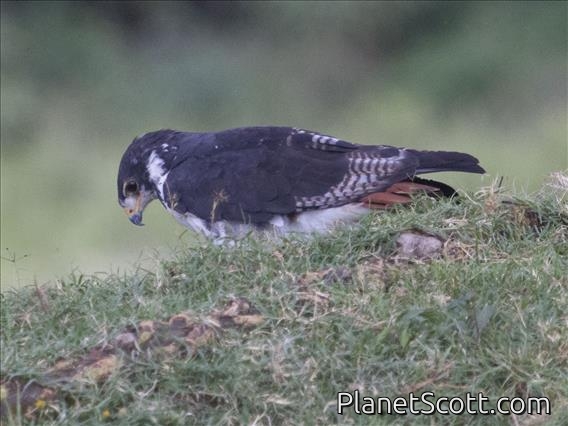 Augur Buzzard (Buteo augur)
