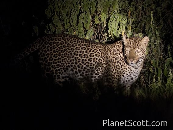 Leopard (Panthera pardus)