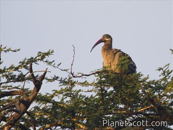 Hadada Ibis (Bostrychia hagedash)