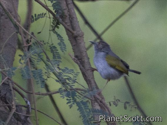 Green-backed Camaroptera (Camaroptera brachyura)