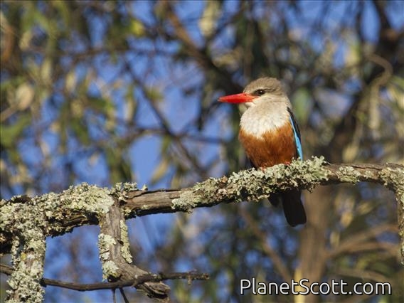 Gray-headed Kingfisher (Halcyon leucocephala)