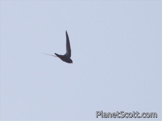 Nyanza Swift (Apus niansae)