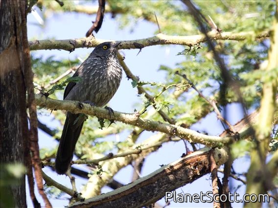 Arrow-marked Babbler (Turdoides jardineii)