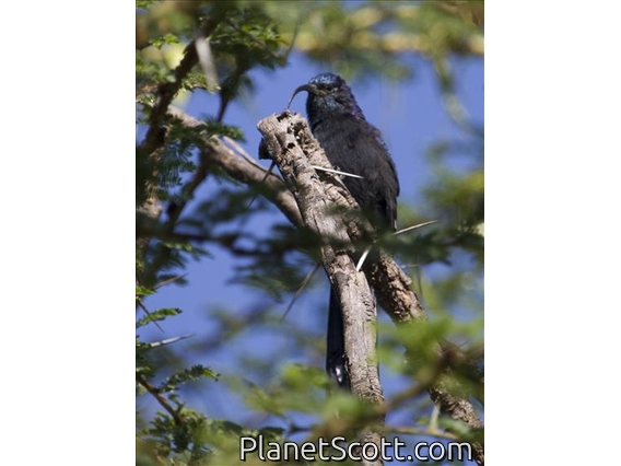 Common Scimitar-bill (Rhinopomastus cyanomelas)