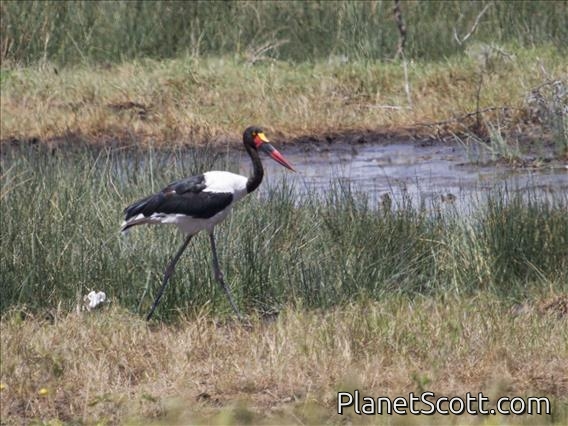 Saddle-billed Stork (Ephippiorhynchus senegalensis)