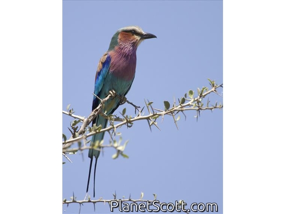 Lilac-breasted Roller (Coracias caudatus)