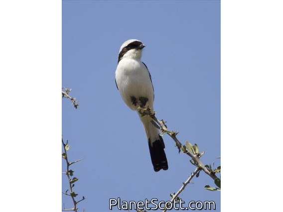 Gray-backed Fiscal (Lanius excubitoroides)