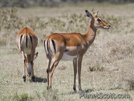Impala (Aepyceros melampus)