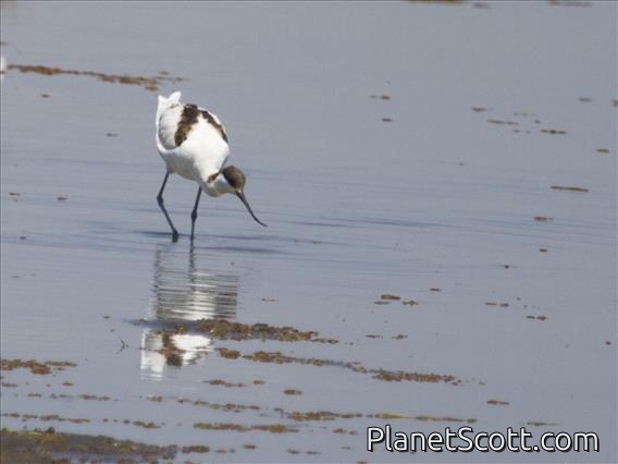 Pied Avocet (Recurvirostra avosetta)