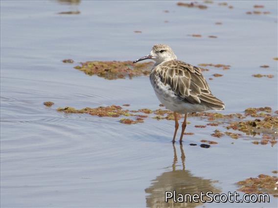 Ruff (Calidris pugnax)