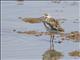 Ruff (Calidris pugnax)