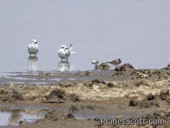 Gull-billed Tern (Gelochelidon nilotica)