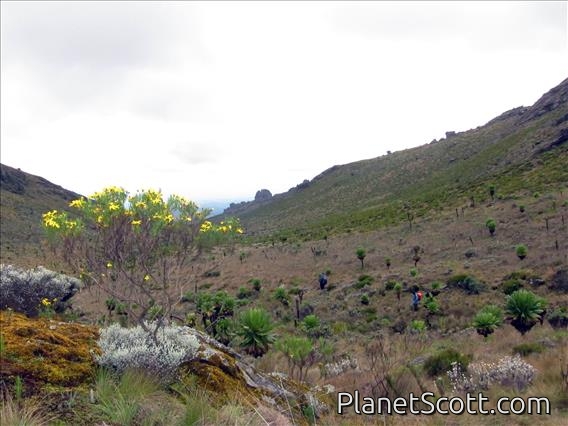 Mt. Elgon Trail to Peak