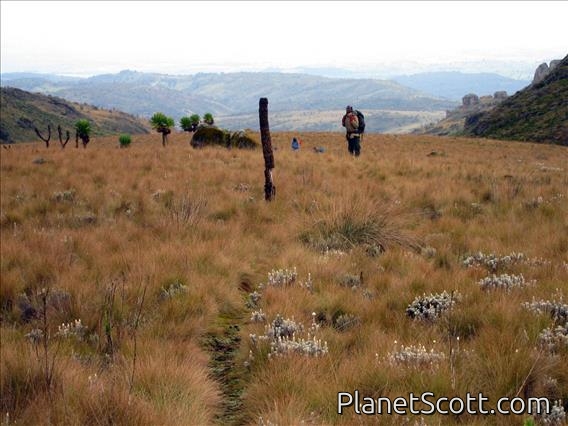 Mt. Elgon Savanna