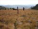 Mt. Elgon Savanna