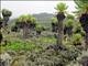 Mt. Elgon Lobelia Forest