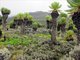 Mt. Elgon Lobelia Forest
