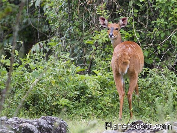 Bushbuck (Tragelaphus scriptus)