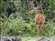 Bushbuck (Tragelaphus scriptus)