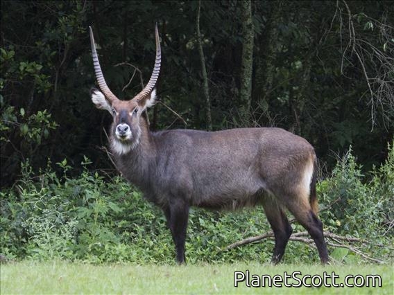 Waterbuck (Kobus ellipsiprymnus) - Male