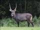 Waterbuck (Kobus ellipsiprymnus) - Male