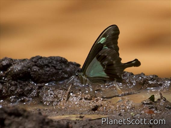 Apple-green Swallowtail (Papilio phorcas)