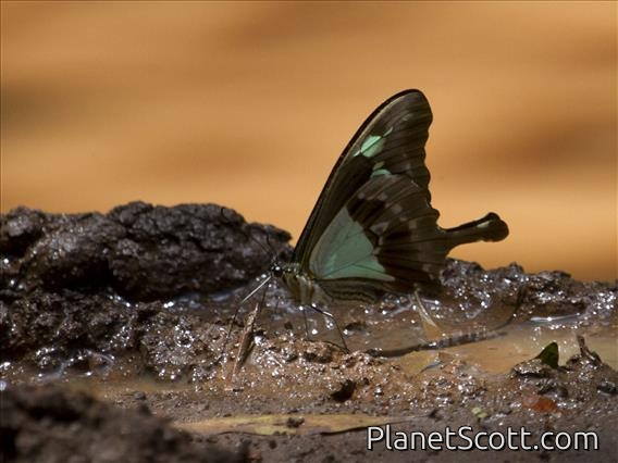 Unidentified Butterfly