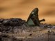 Apple-green Swallowtail (Papilio phorcas)