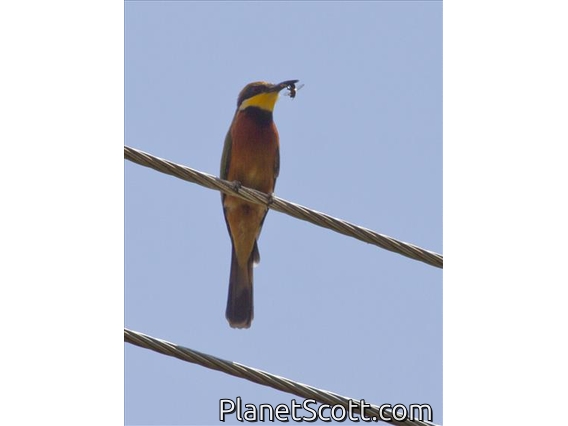Cinnamon-chested Bee-eater (Merops oreobates)