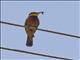 Cinnamon-chested Bee-eater (Merops oreobates)