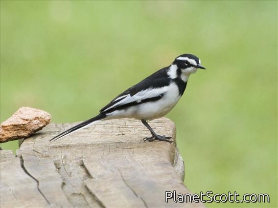 African Pied Wagtail (Motacilla aguimp)