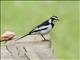 African Pied Wagtail (Motacilla aguimp)
