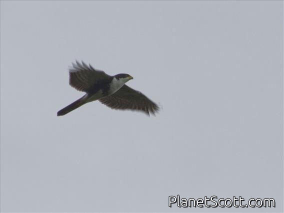 Black Goshawk (Accipiter melanoleucus)