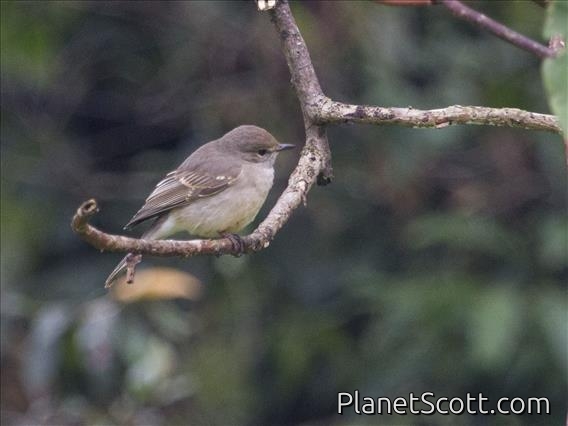 Dusky-brown Flycatcher (Muscicapa adusta)