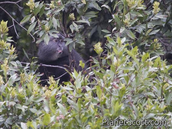 Blue Monkey (Cercopithecus mitis)