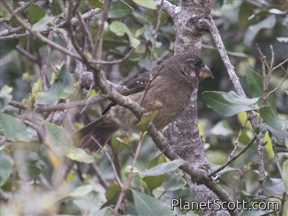 Thick-billed Seedeater (Crithagra burtoni)