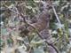 Thick-billed Seedeater (Crithagra burtoni)