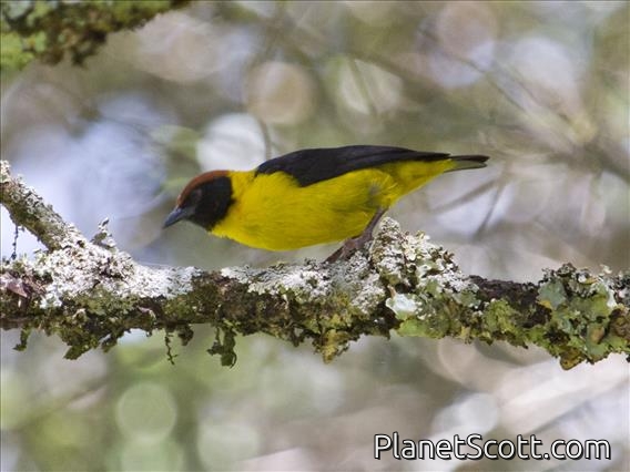 Brown-capped Weaver (Ploceus insignis)