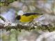 Brown-capped Weaver (Ploceus insignis)