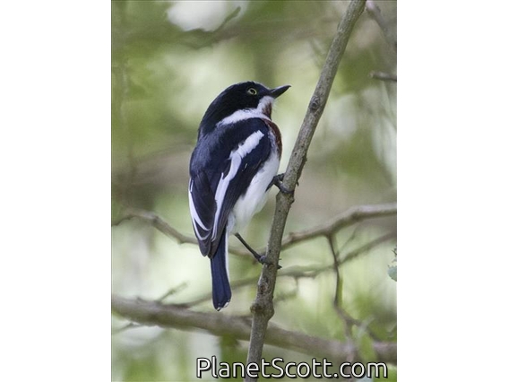 Chinspot Batis (Batis molitor)