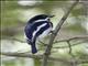 Chinspot Batis (Batis molitor)