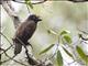Gray-throated Barbet (Gymnobucco bonapartei)