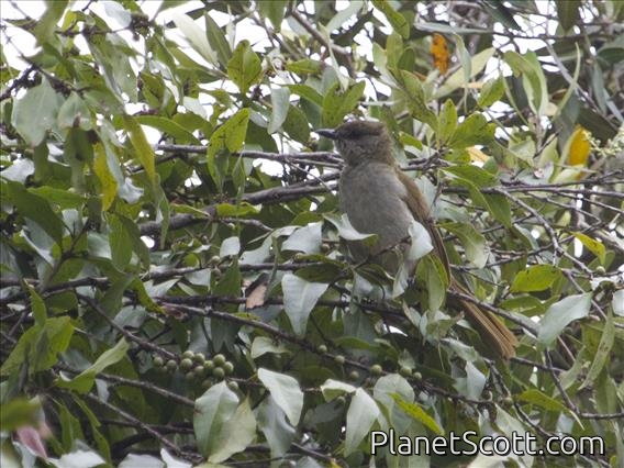 Slender-billed Greenbul (Stelgidillas gracilirostris)